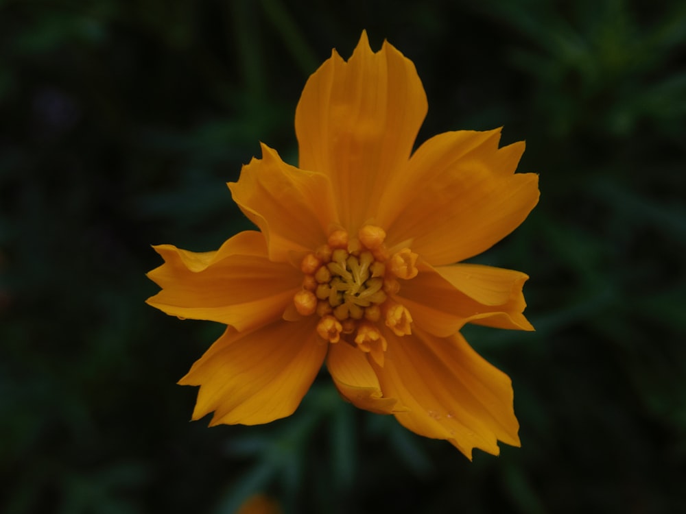 yellow flower in tilt shift lens