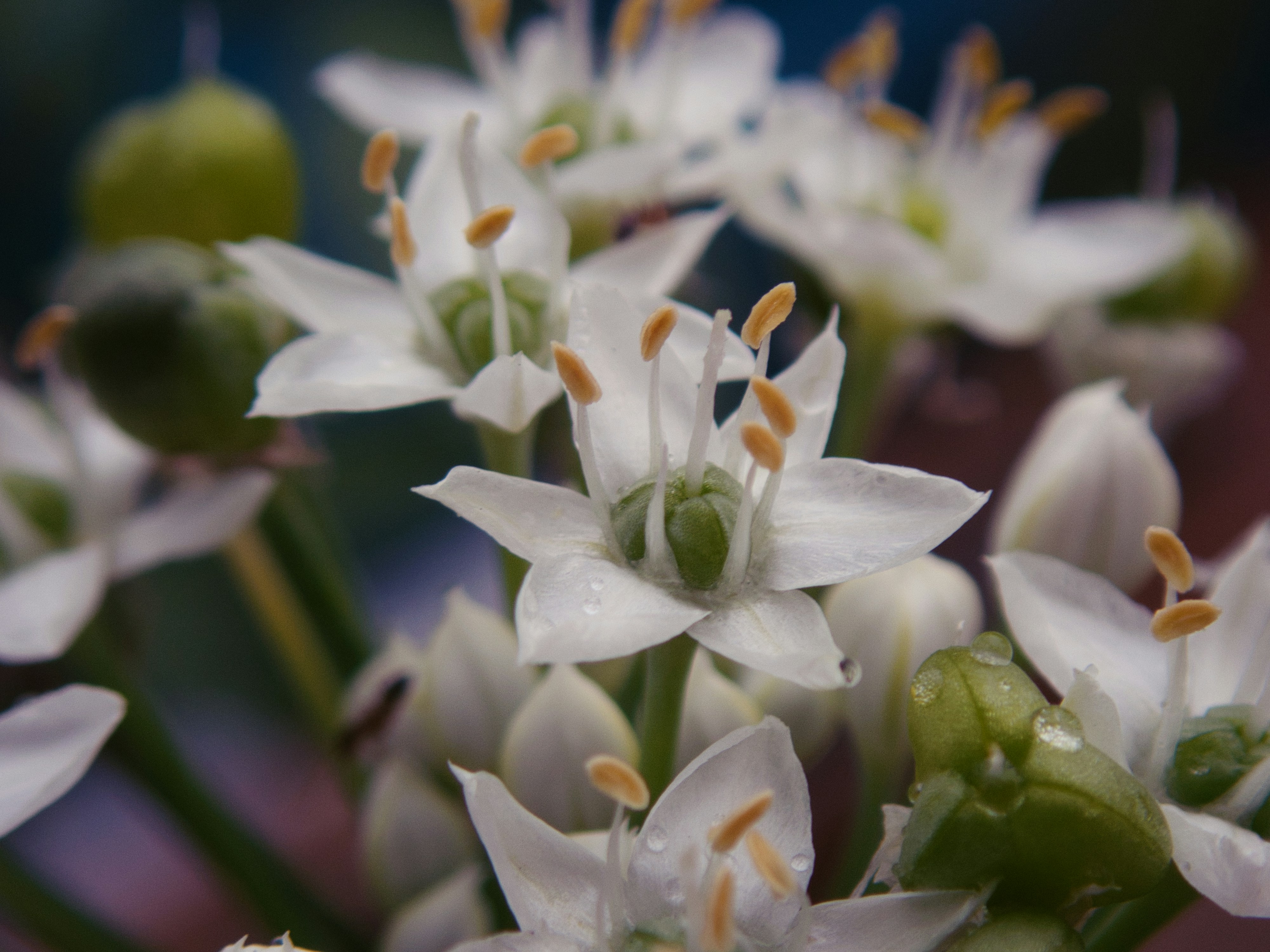 Photo by alishahlakhani