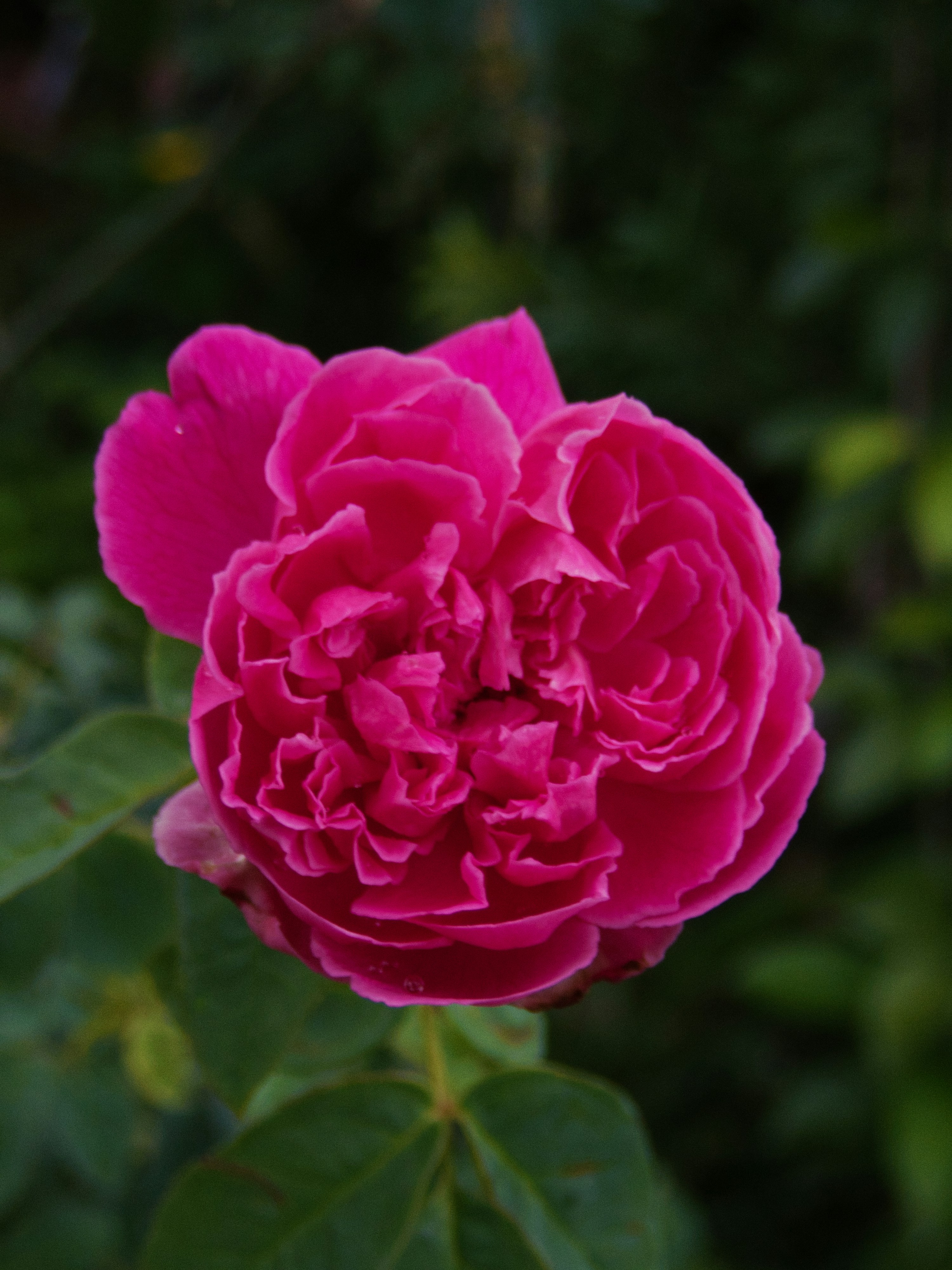 Photo by alishahlakhani