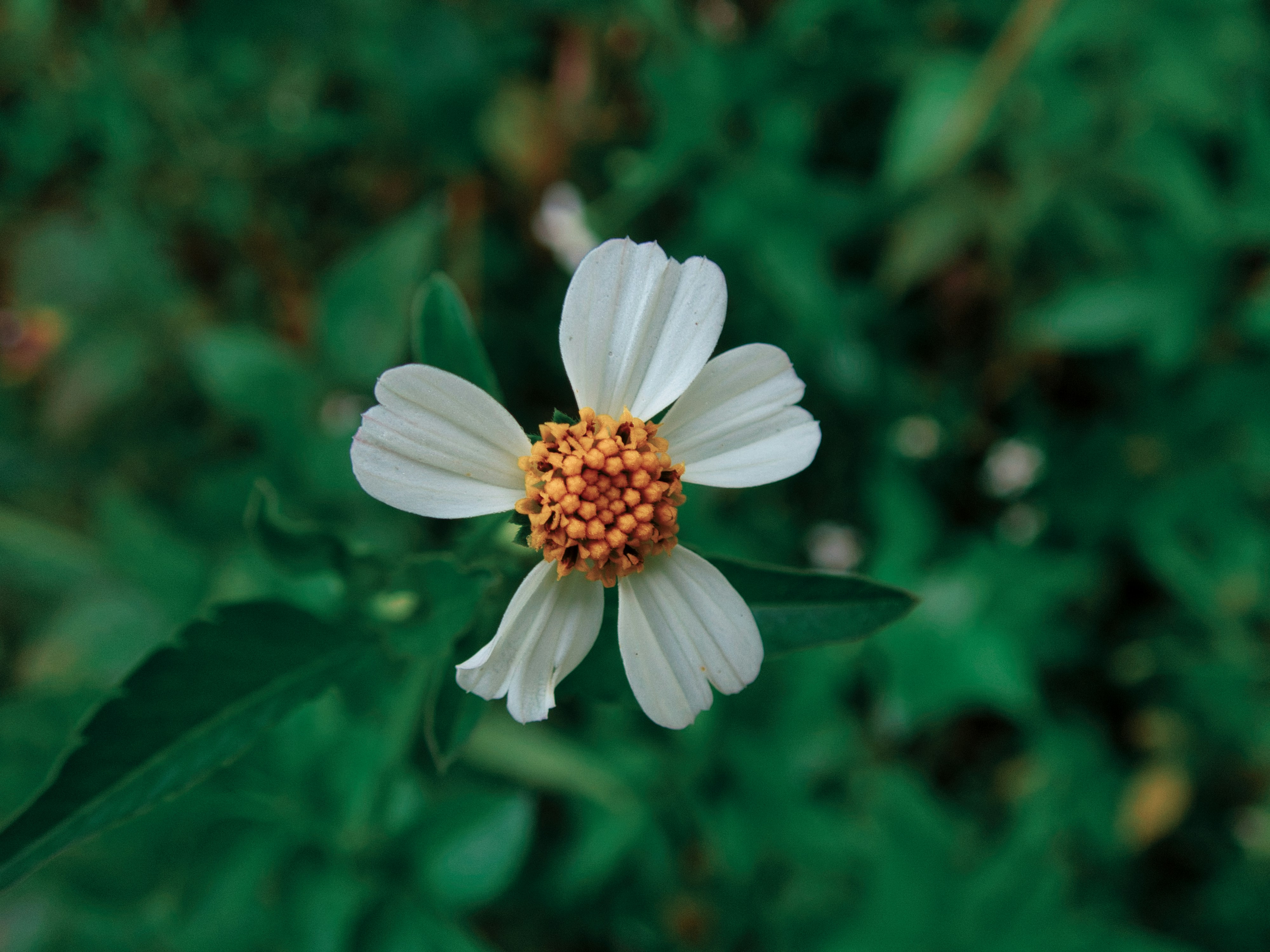 Photo by alishahlakhani