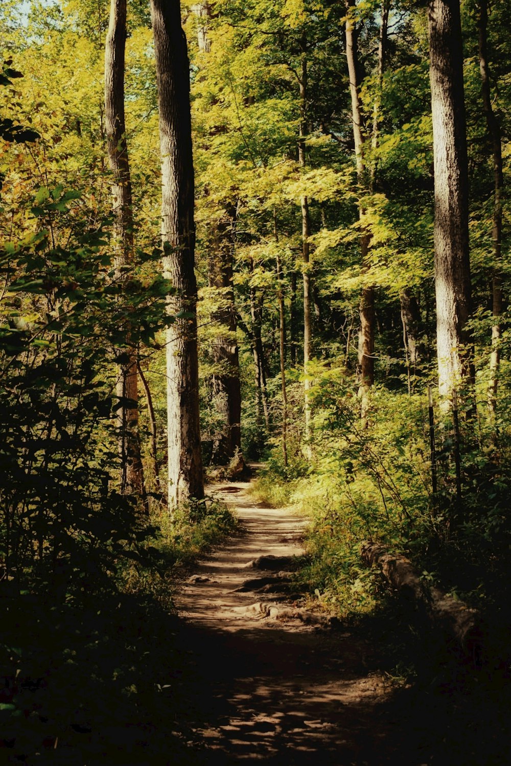 green trees on forest during daytime