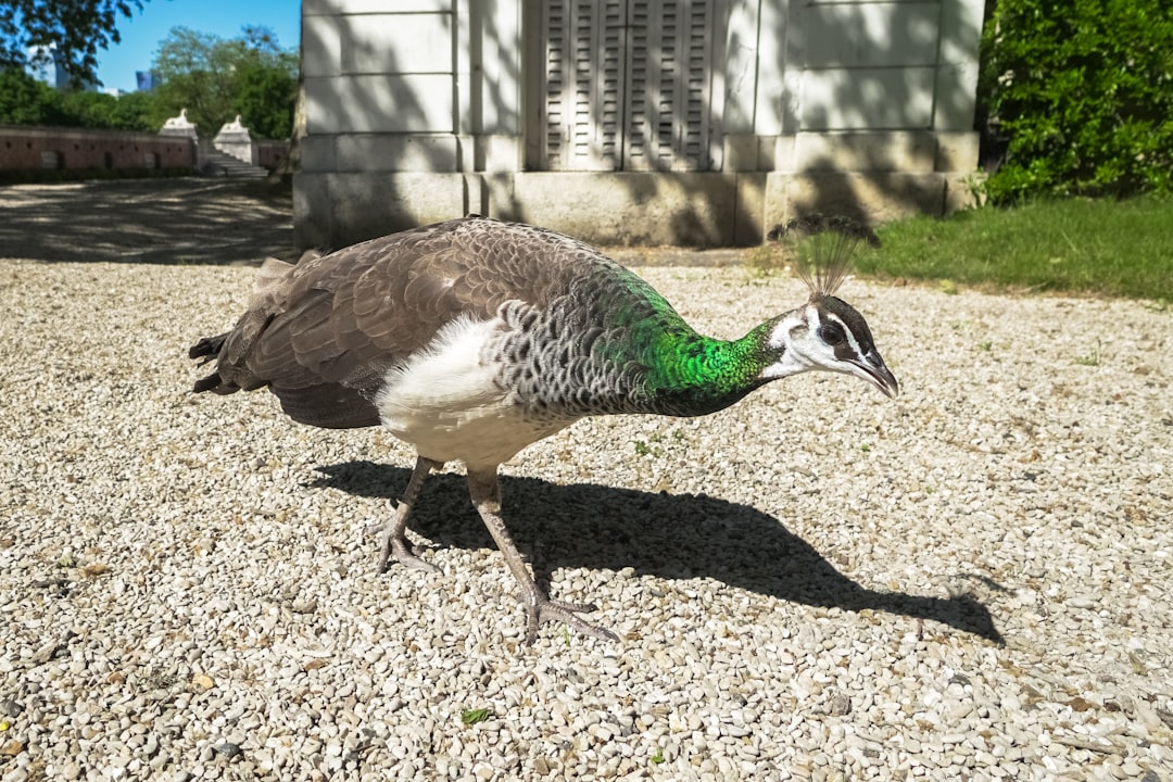 peacock walking on brown sand during daytime