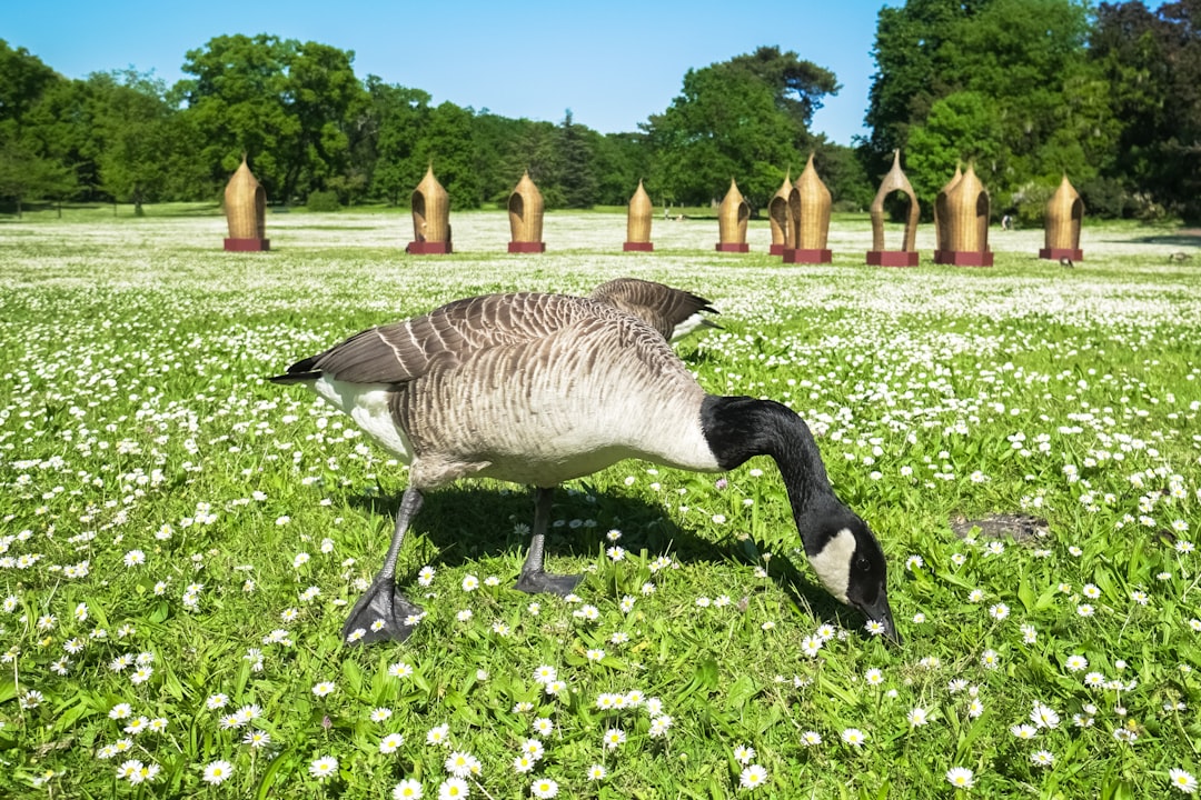 black and white duck on green grass field during daytime