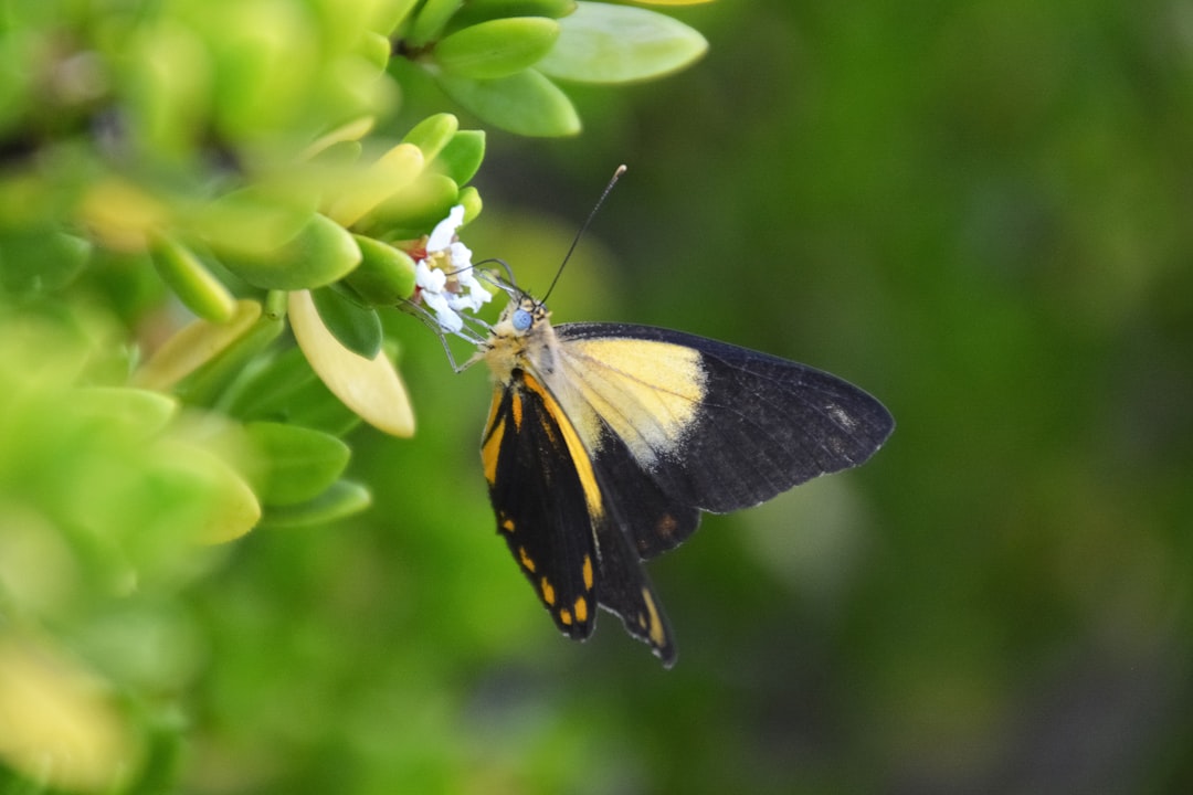 black and yellow butterfly perched on green flower in close up photography during daytime