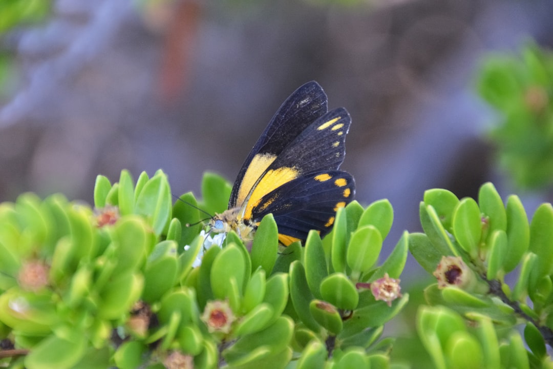 black and yellow butterfly perched on yellow flower