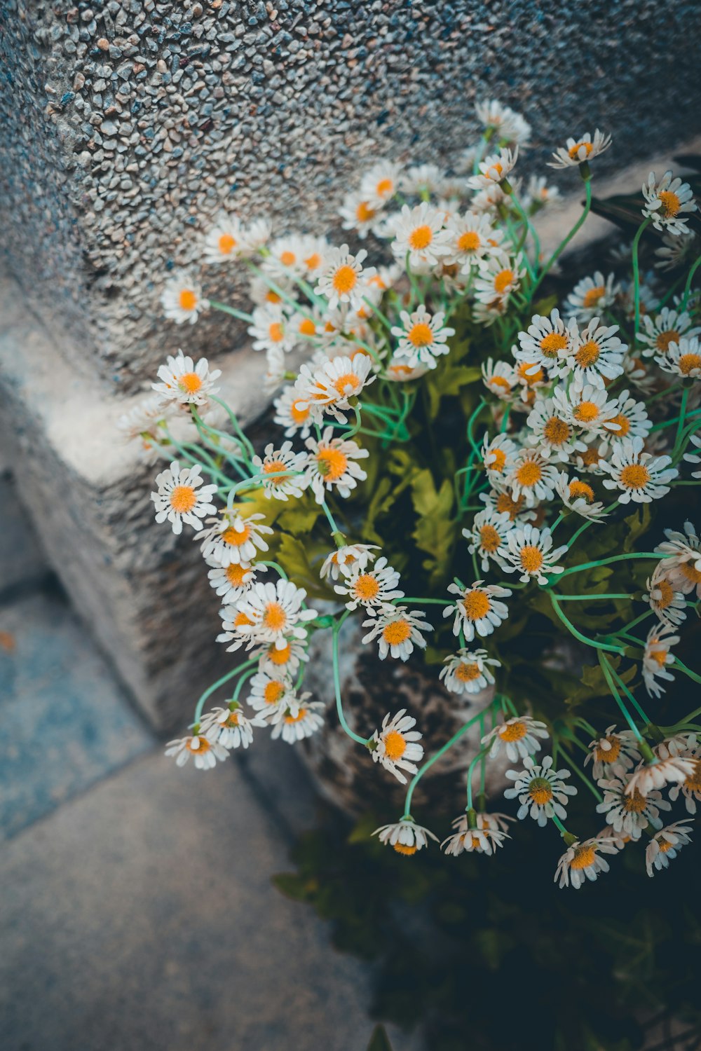 white and yellow flowers on gray concrete wall