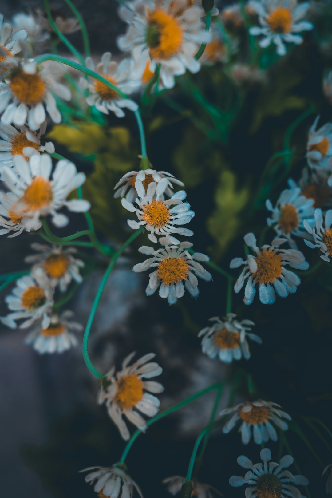 white and yellow flowers in tilt shift lens