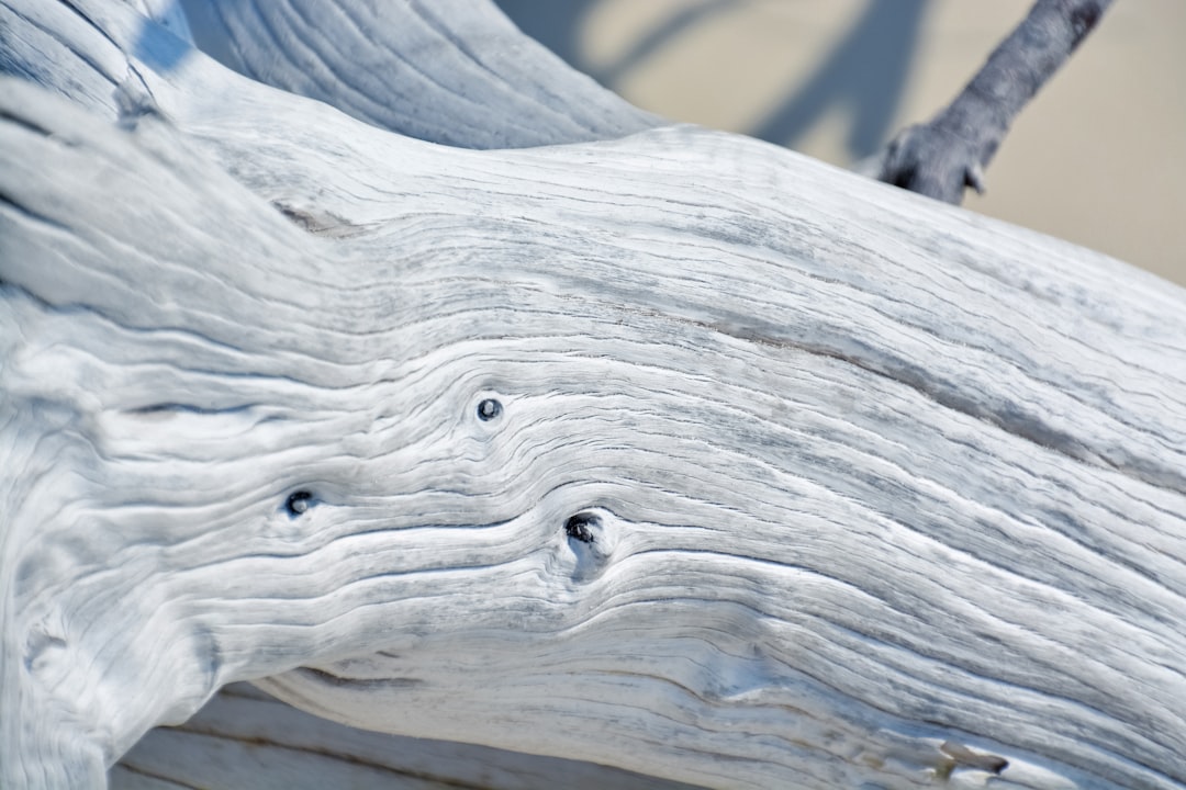 gray wood log in close up photography