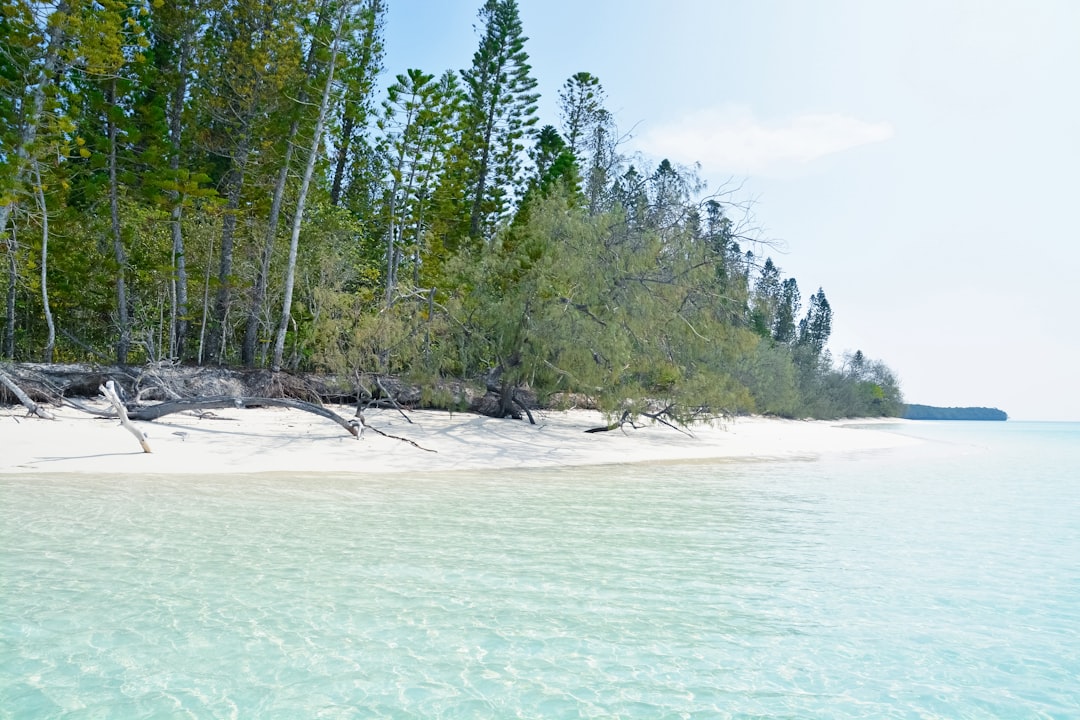 green trees on white sand beach during daytime