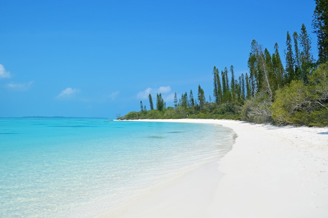 green trees on white sand beach during daytime