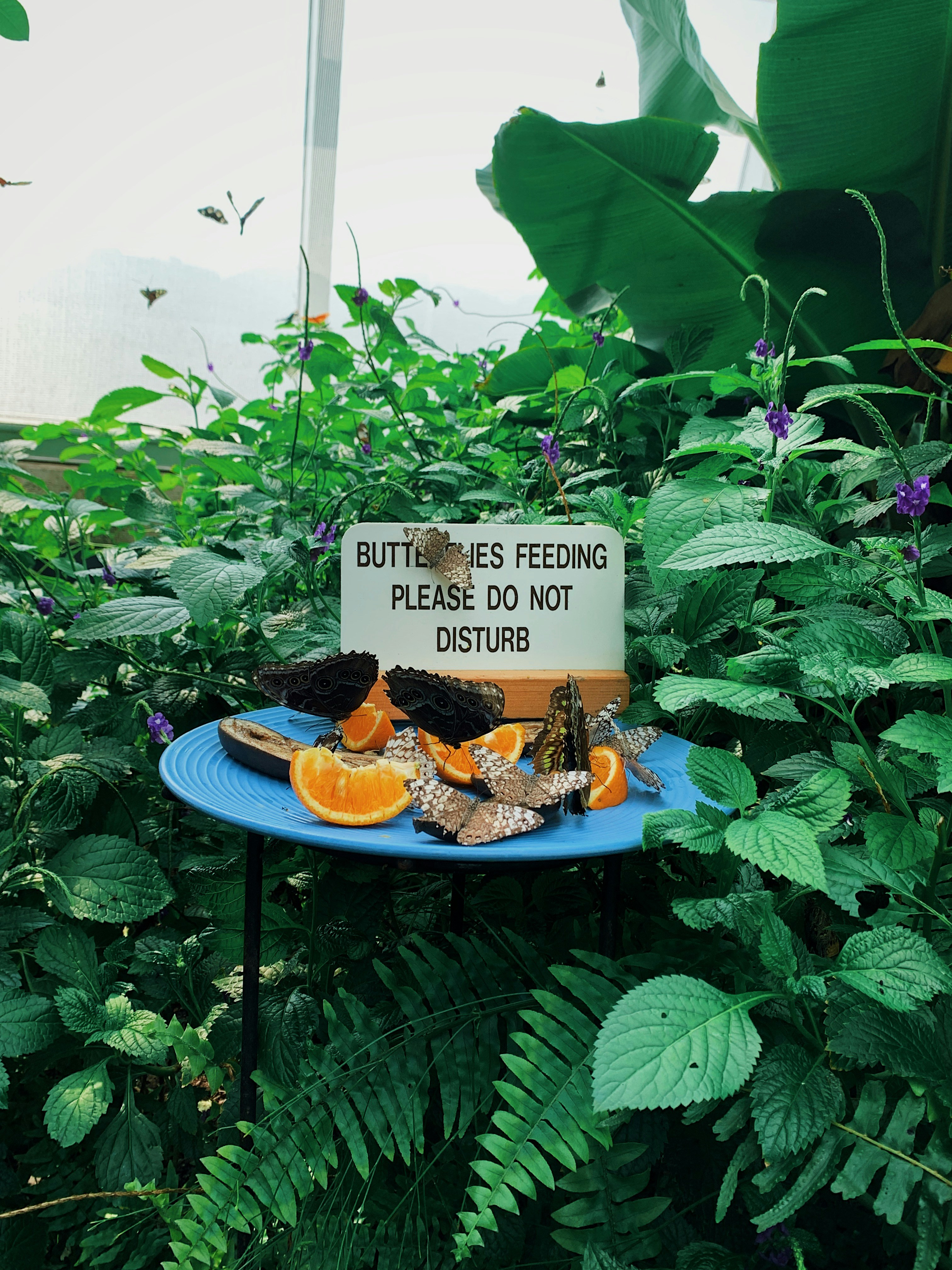 Natural pest control gardening: Creating a thriving garden ecosystem