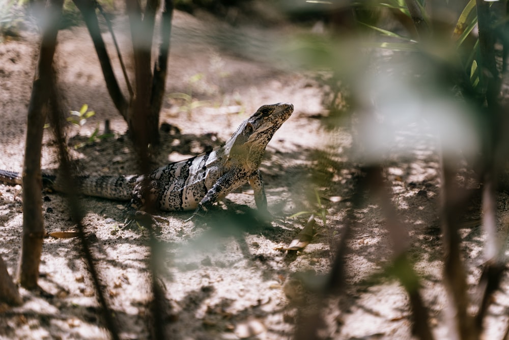 a lizard laying on the ground in the dirt