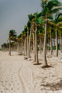 Sandy beach lined with tall palm trees under a clear blue sky, with sunbathers and gentle waves