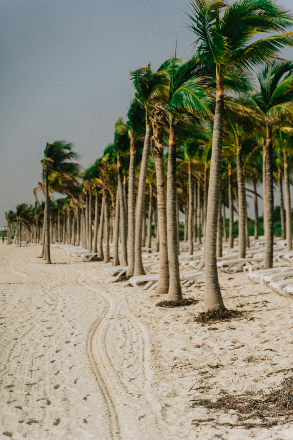 a row of palm trees on a sandy beach