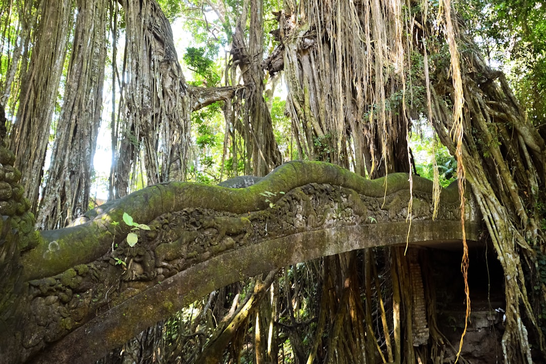 green and brown tree branch