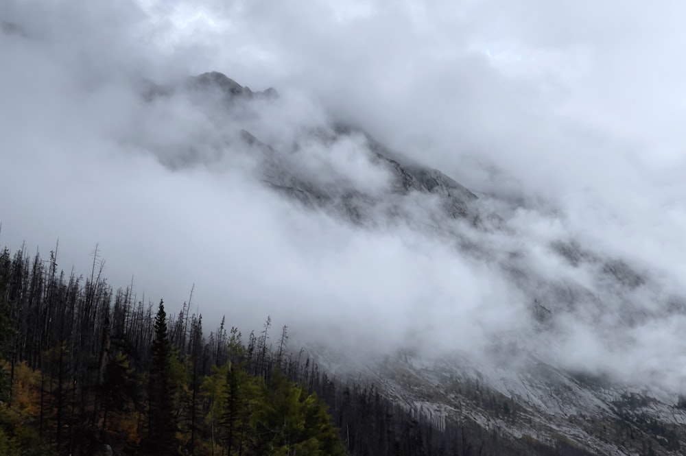 green trees under white clouds