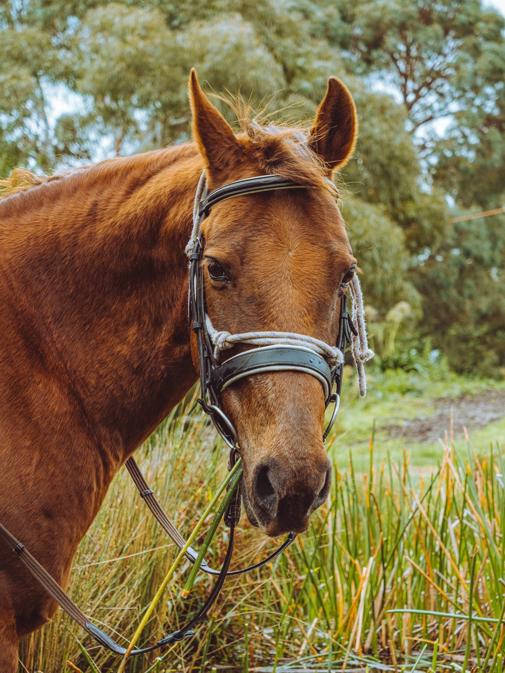 a brown horse with a bridle standing in tall grass