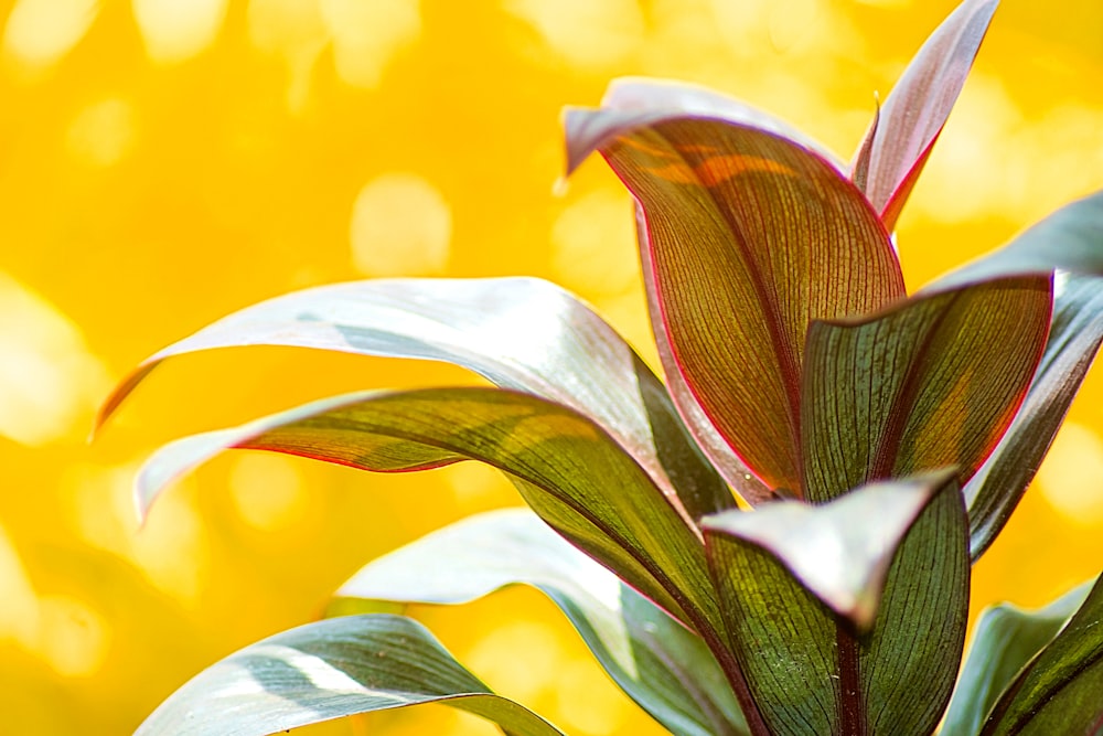 a close up of a plant with a yellow background