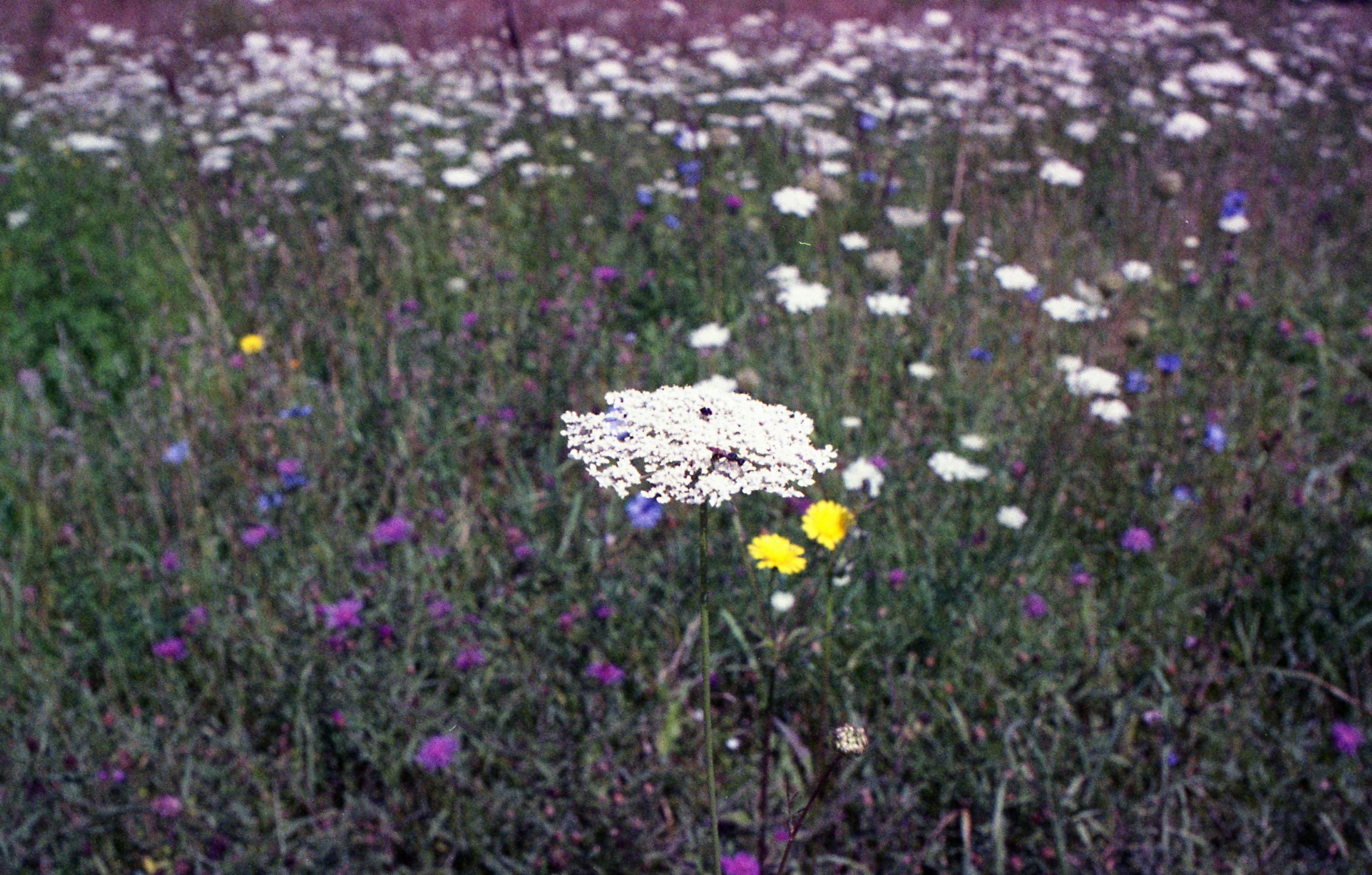 A field full of wildflowers and other flowers photo – Free Bees Image ...