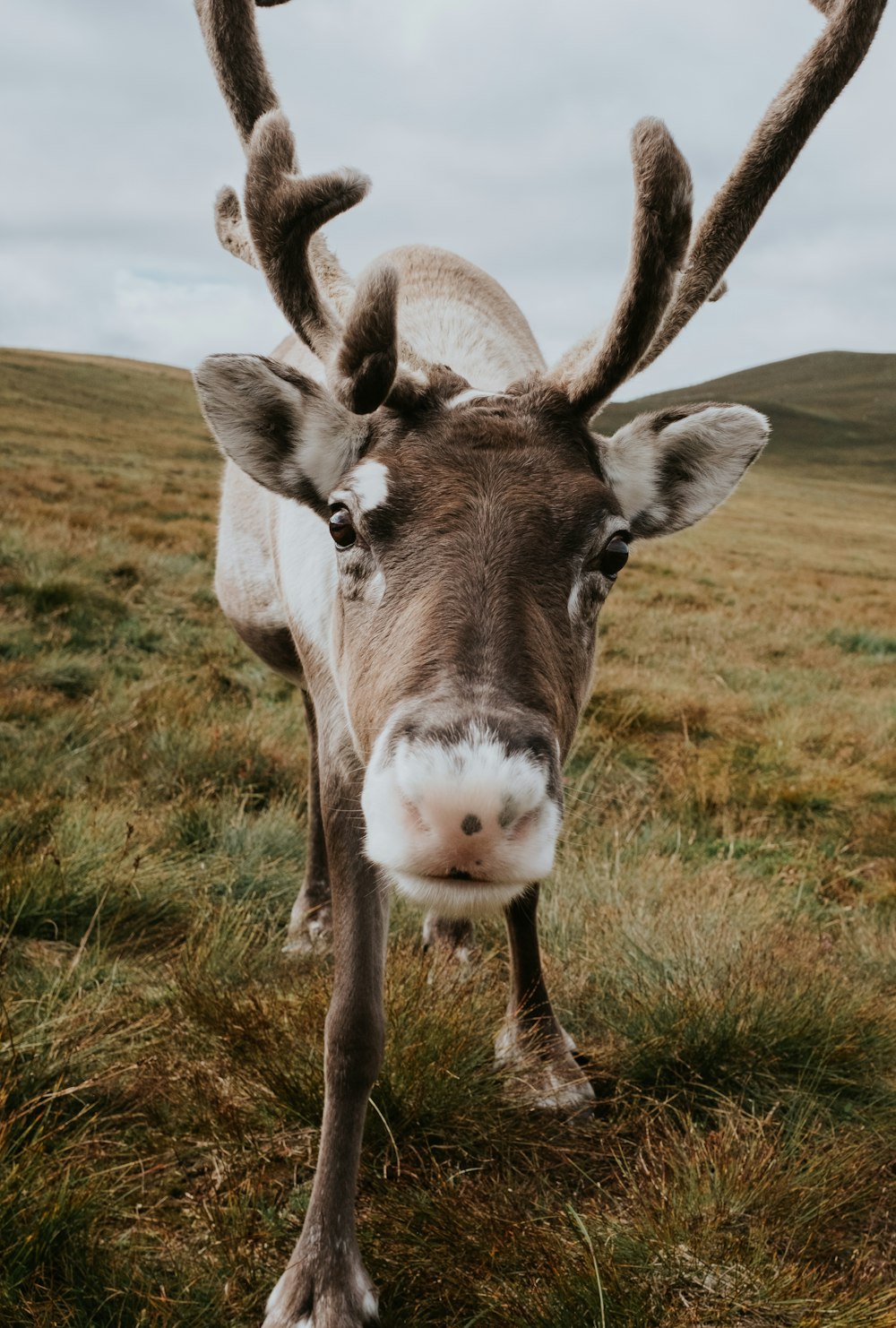 a close up of a deer in a field