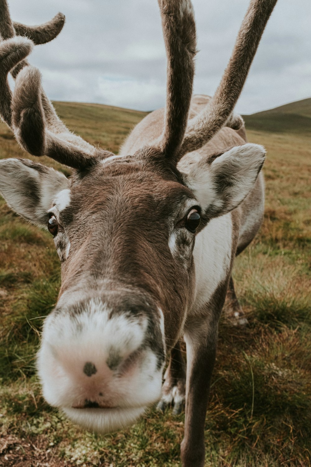 a close up of a deer's face on a grassy field