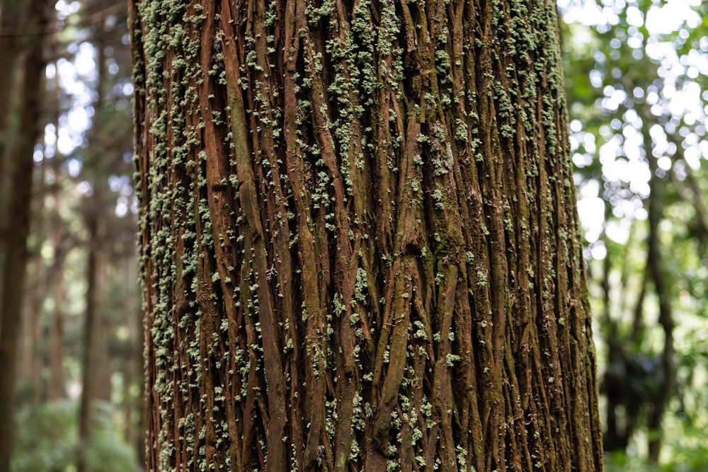 a close up of a tree with moss growing on it