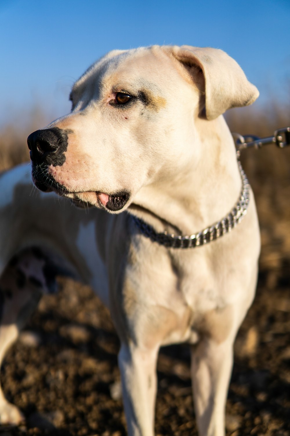 a white dog with a chain around its neck