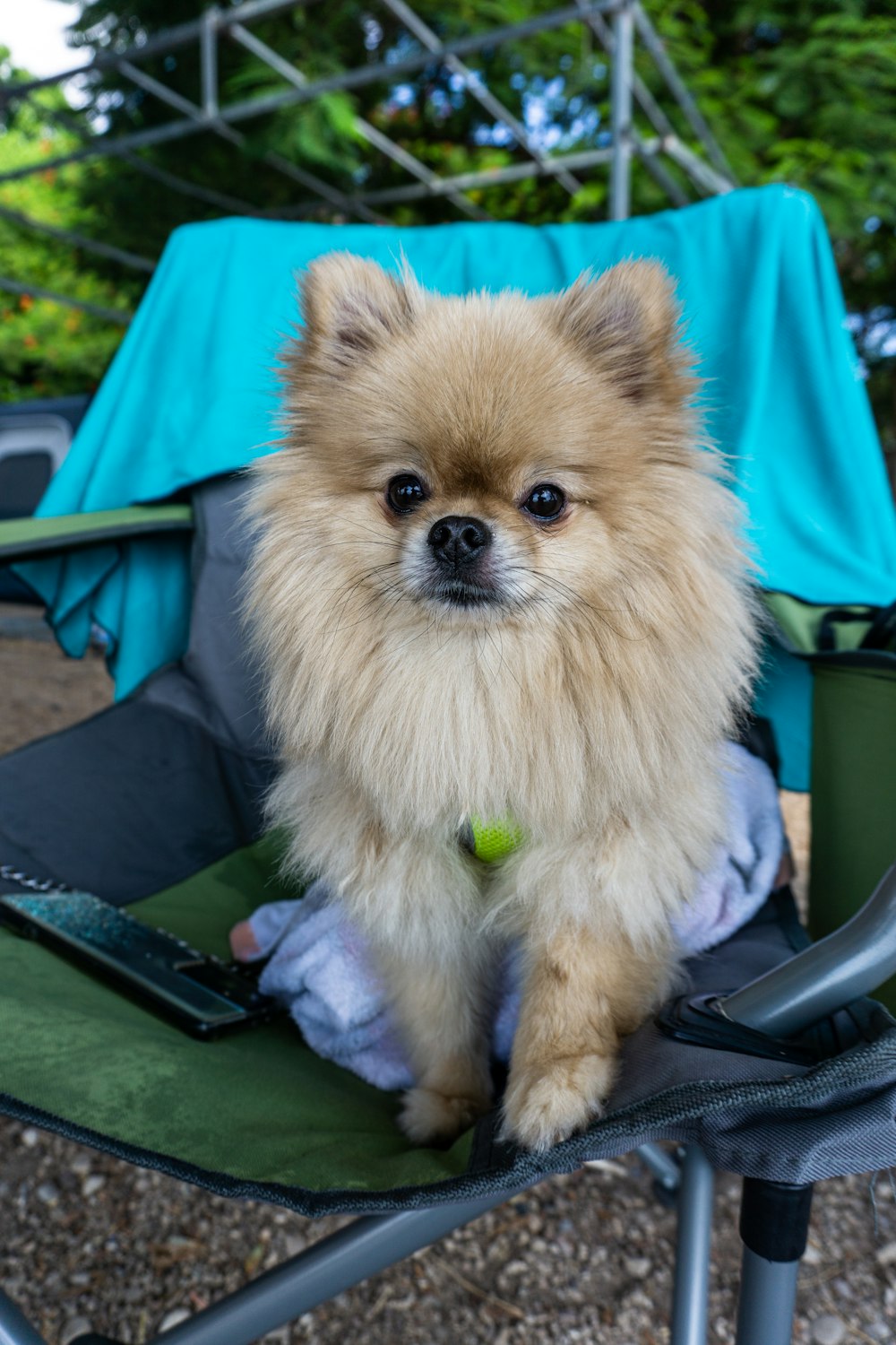 un petit chien brun assis sur une chaise