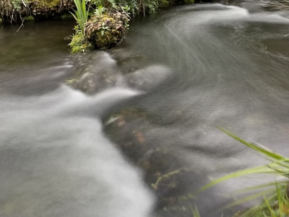 a stream running through a lush green forest