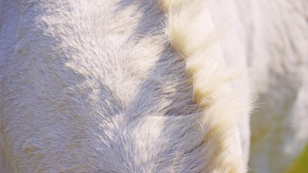 white and gray fur textile