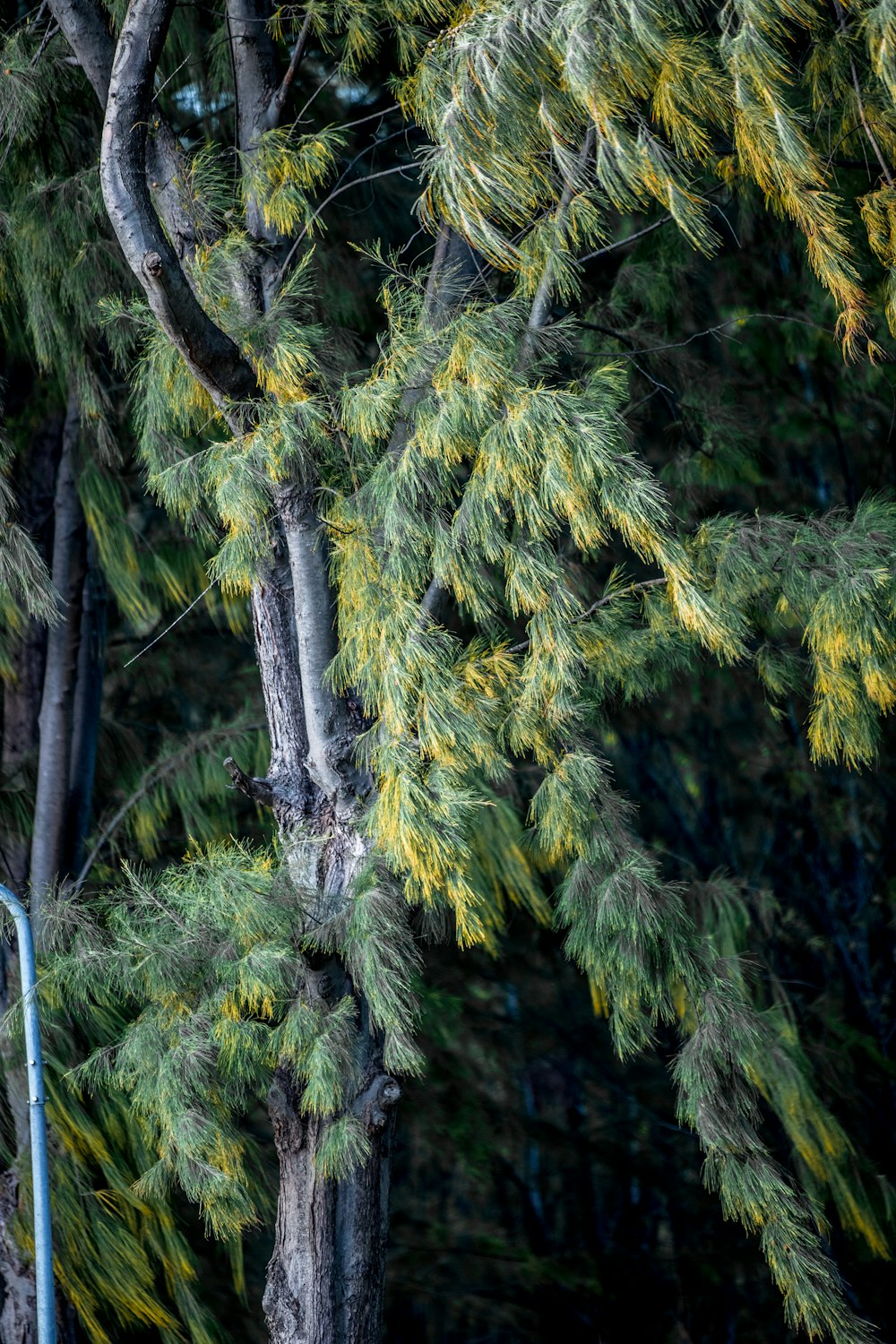 a bird perched on top of a tree next to a fence