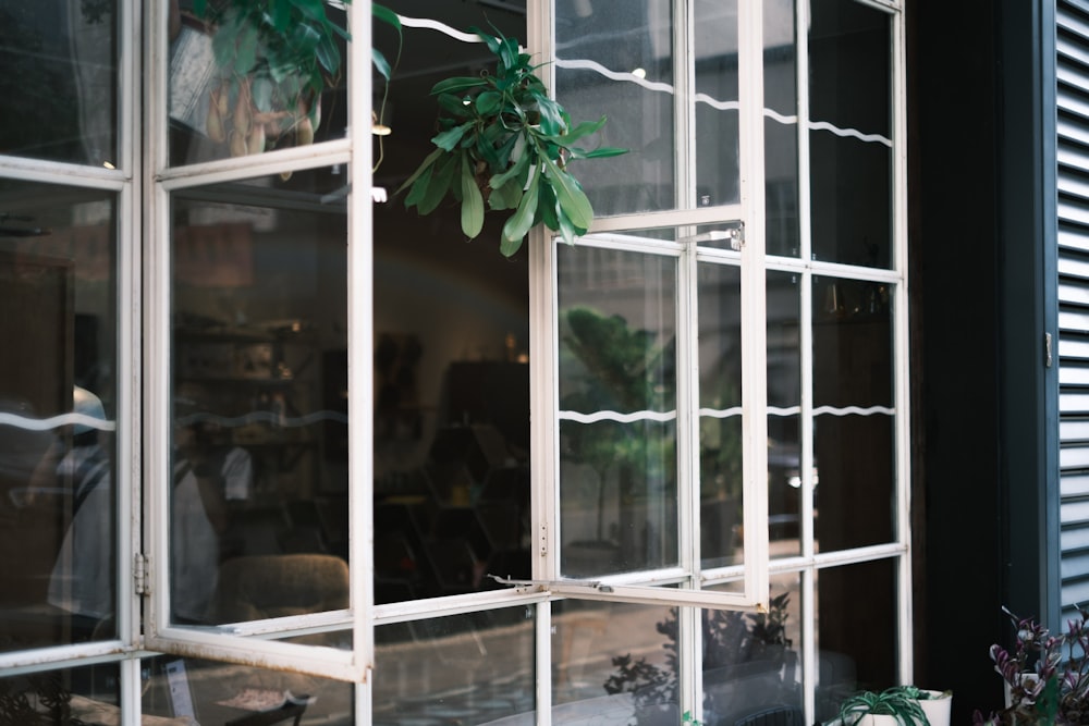 green plant on white wooden framed glass window
