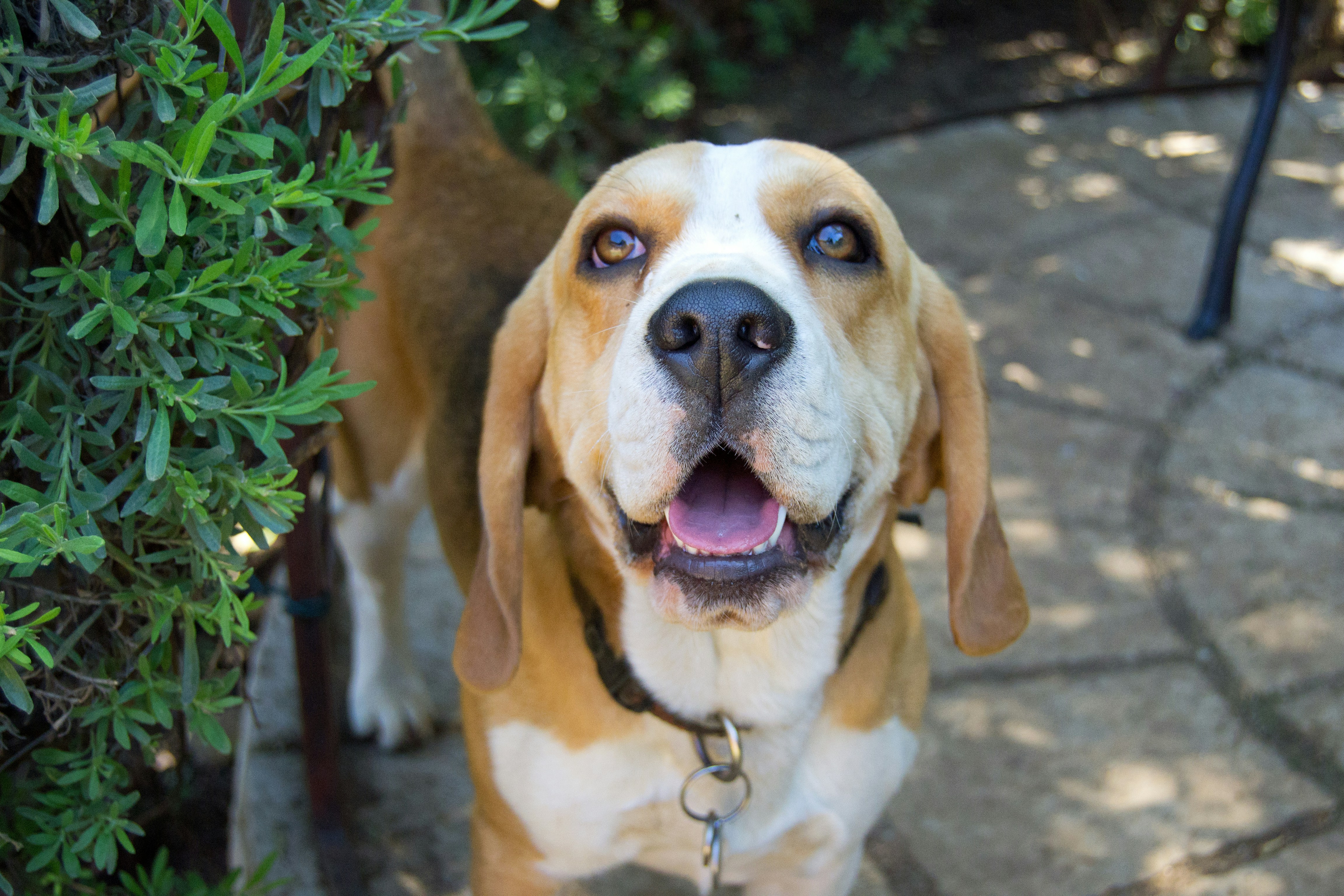 a brown and white dog standing next to a bush