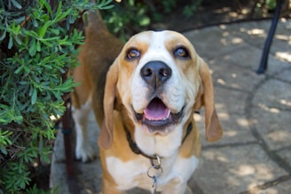 a brown and white dog standing next to a bush