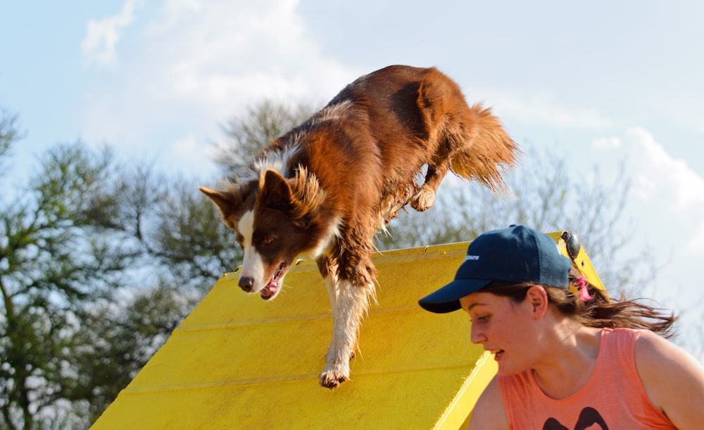 a brown and white dog jumping over a yellow wall