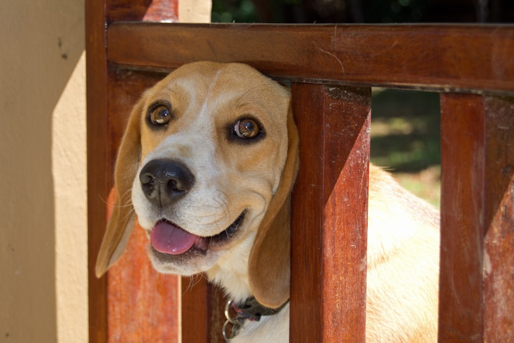 a dog is peeking over the top of a wooden fence