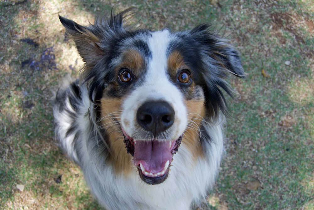Close-up van een blije Australian Shepherd met open bek