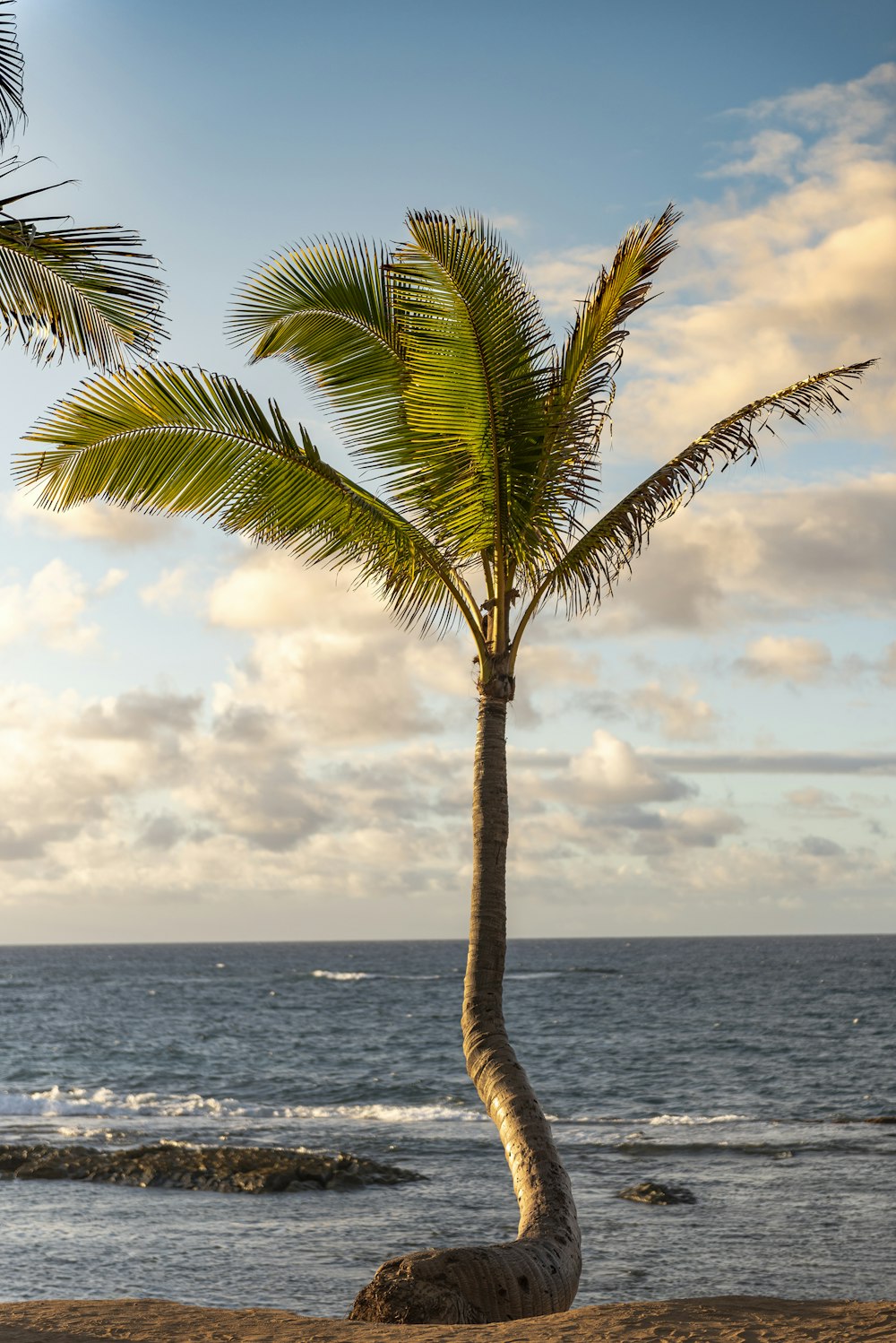 a palm tree on a beach with the ocean in the background