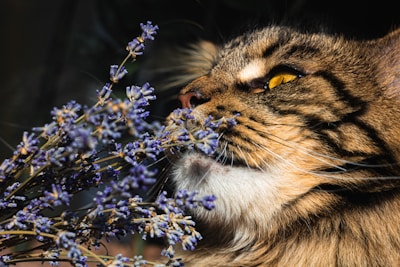 A close-up view of a fluffy tabby cat with striking yellow eyes smelling a bundle of lavender flowers. The cat's fur features brown and black stripes, and it appears calm and focused. The lavender has delicate purple blossoms on slender green stems, adding a contrast against the cat's warm fur tones.