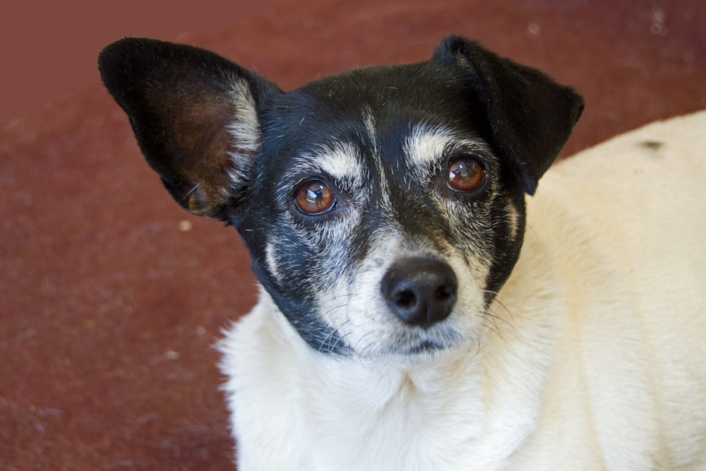 a black and white dog looking up at the camera