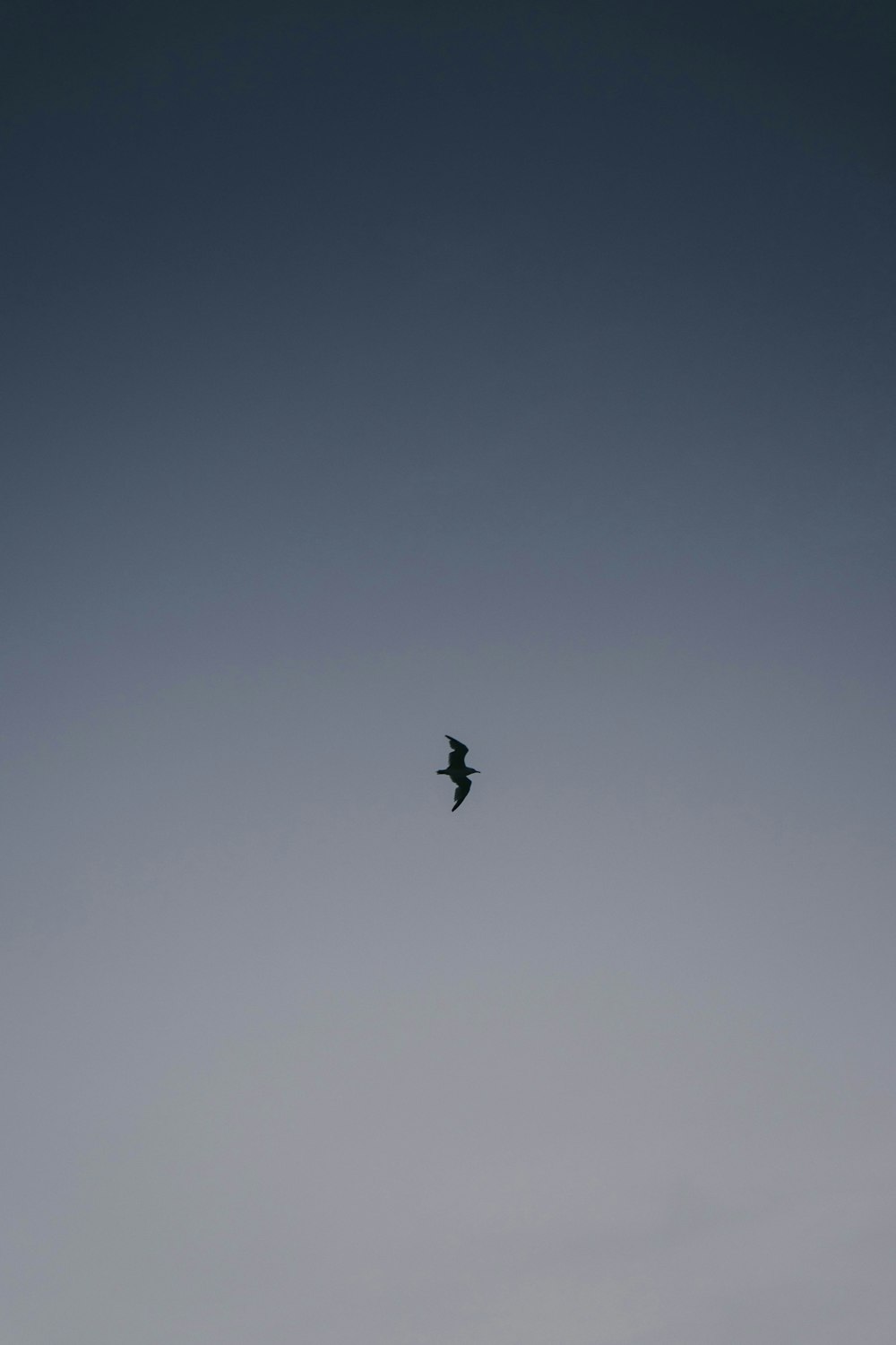 Silhouette eines Vogels, der unter grauem Himmel fliegt