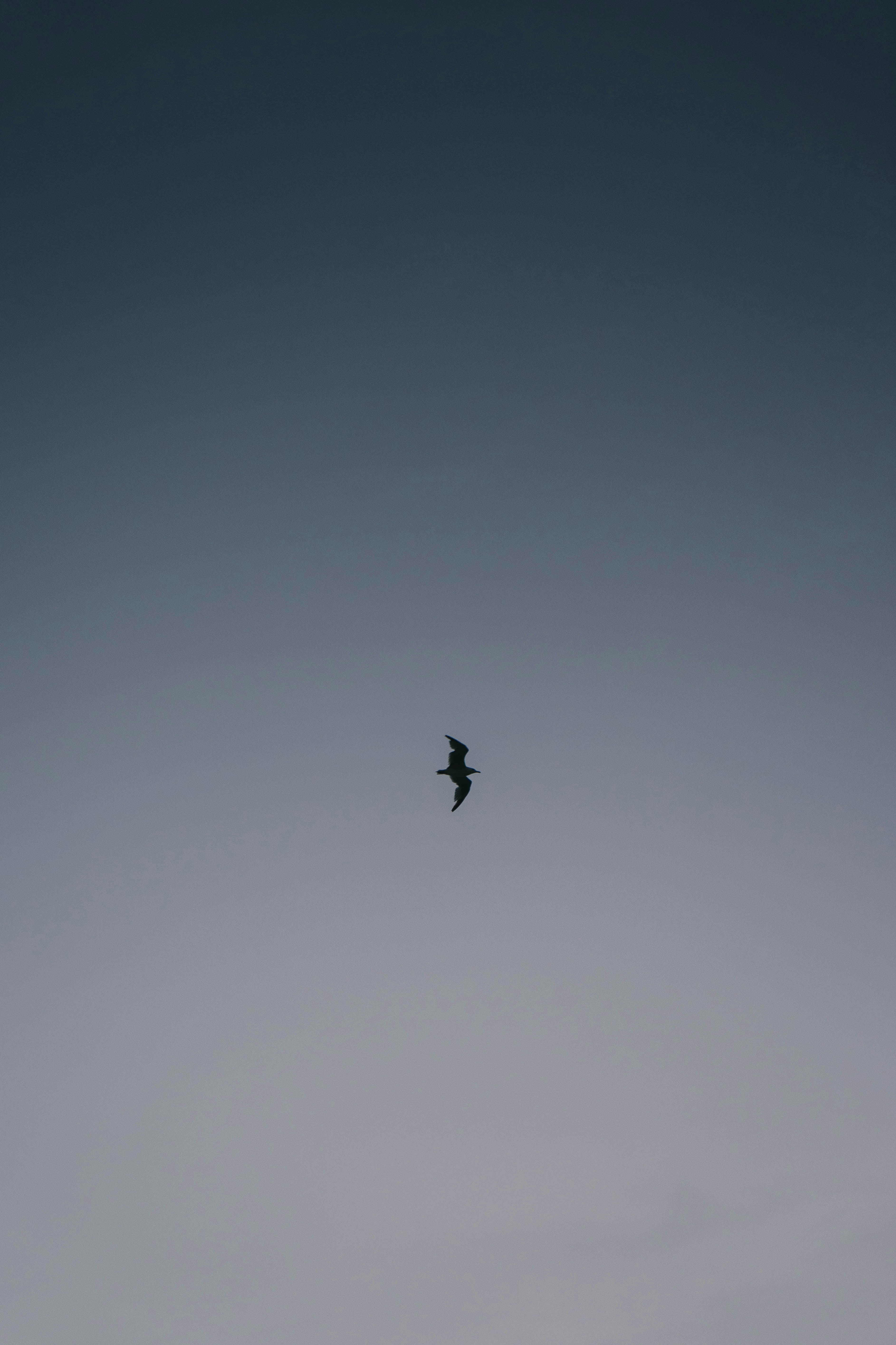 silhouette of bird flying under gray sky
