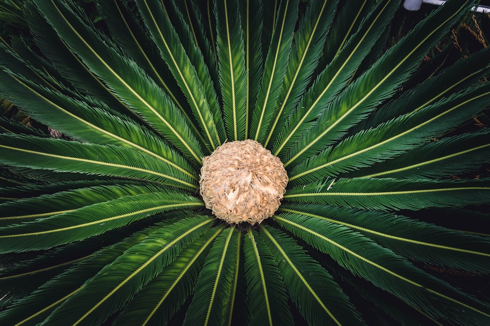 green palm plant during daytime