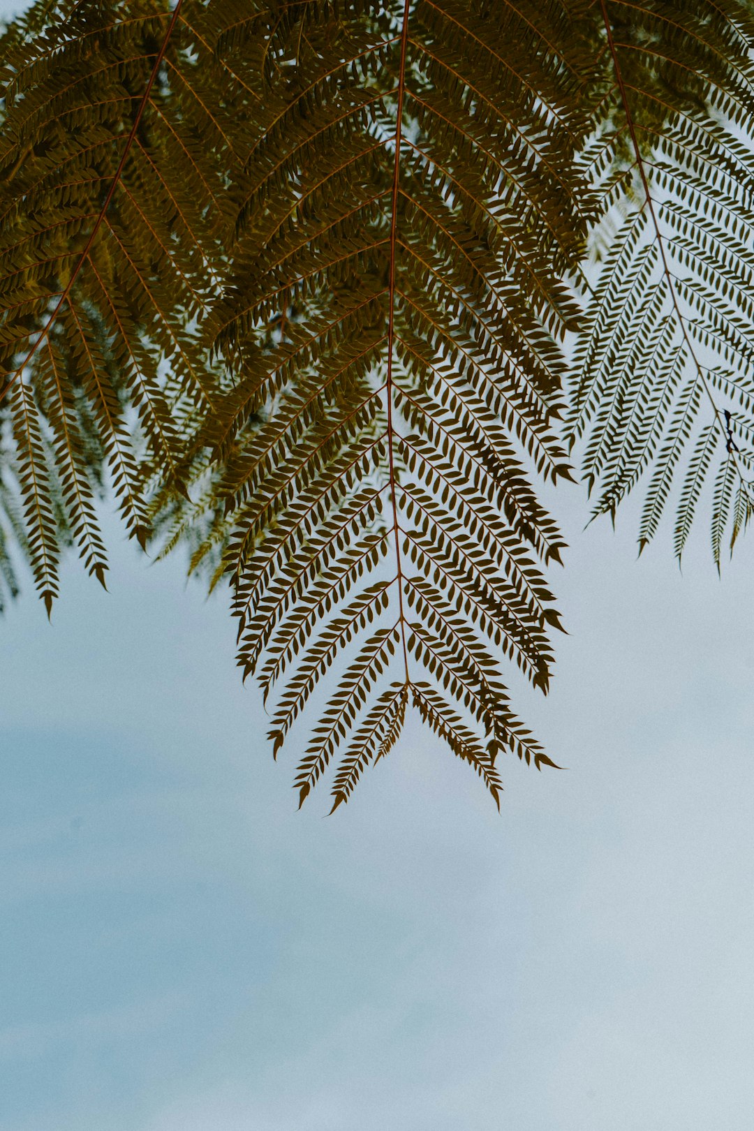 green palm tree under white sky