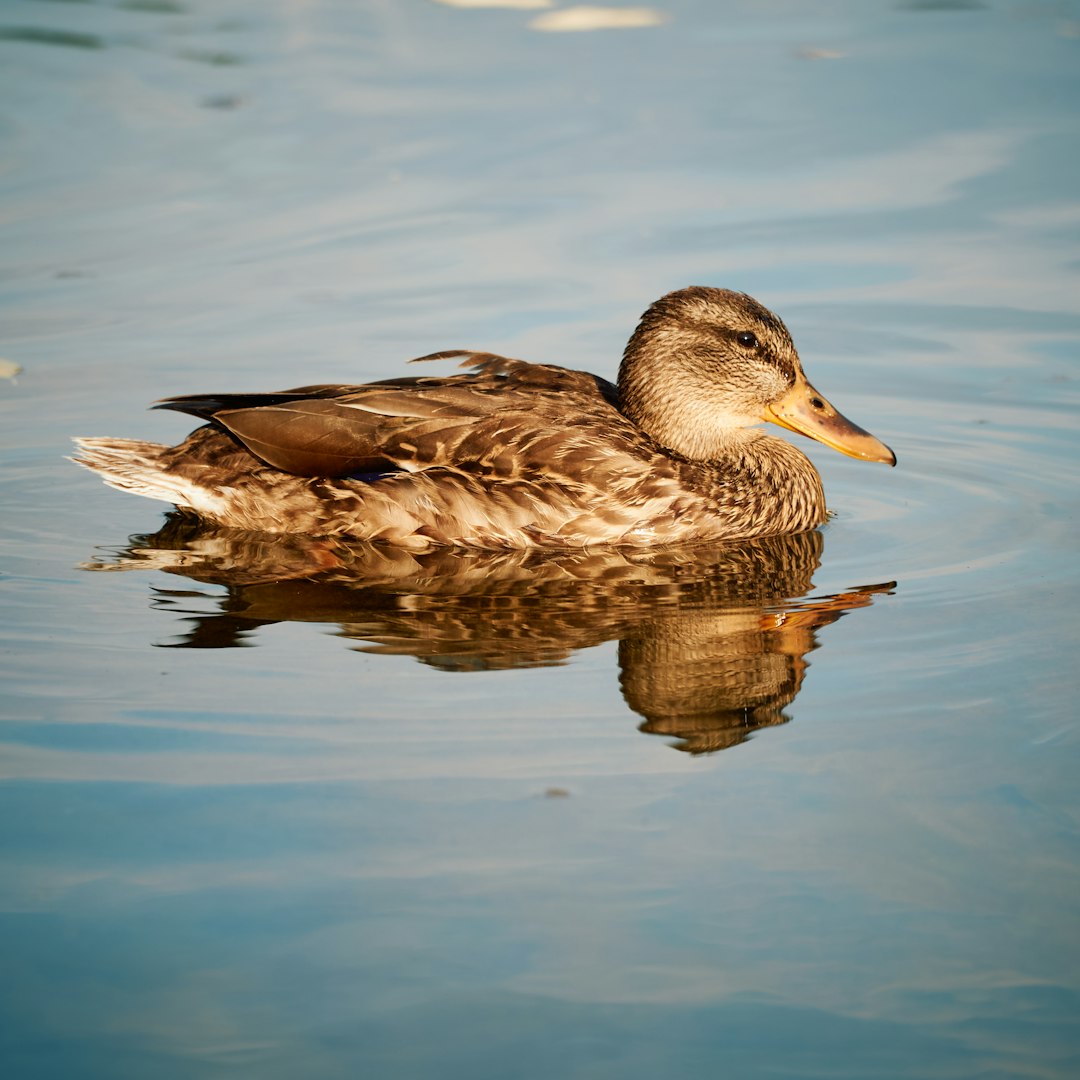 brown duck on water during daytime