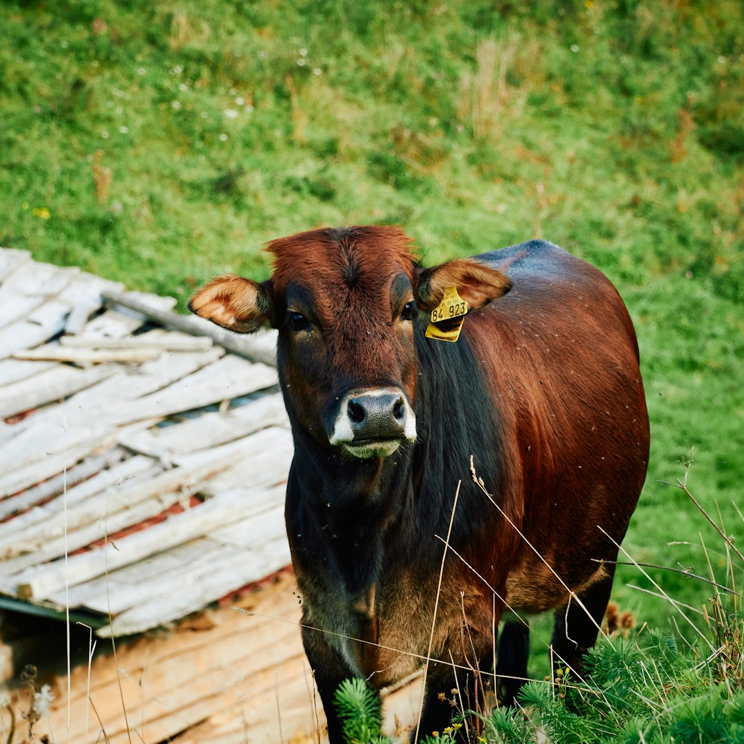 brown cow on green grass field during daytime