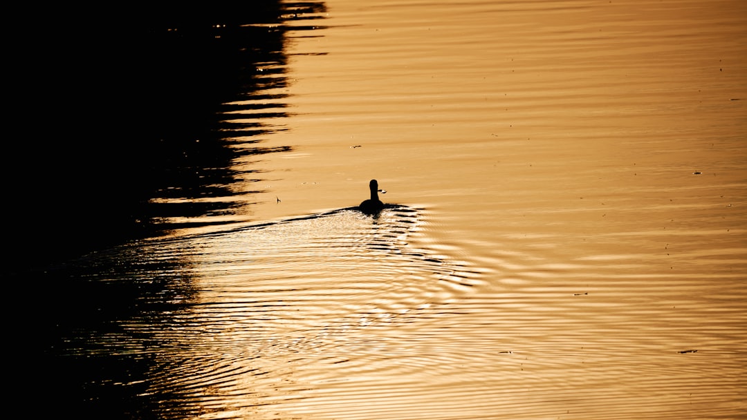 duck on water during daytime