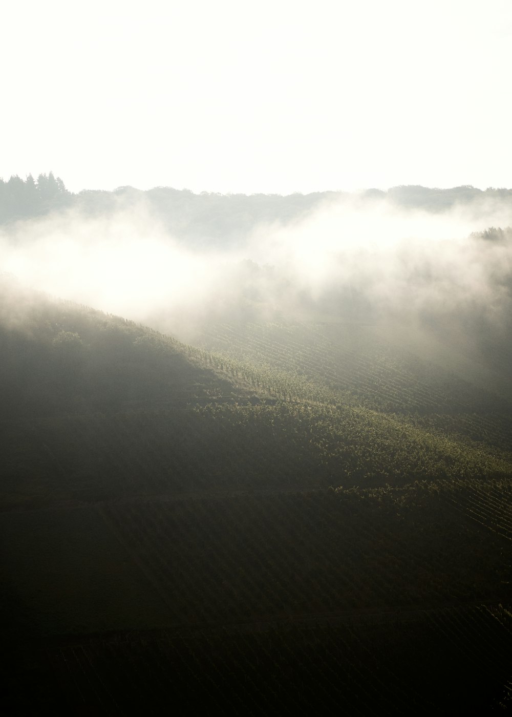 arbres verts couverts de brouillard