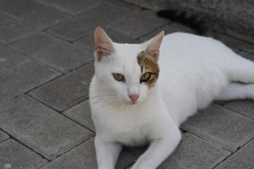 a white and brown cat laying on the ground