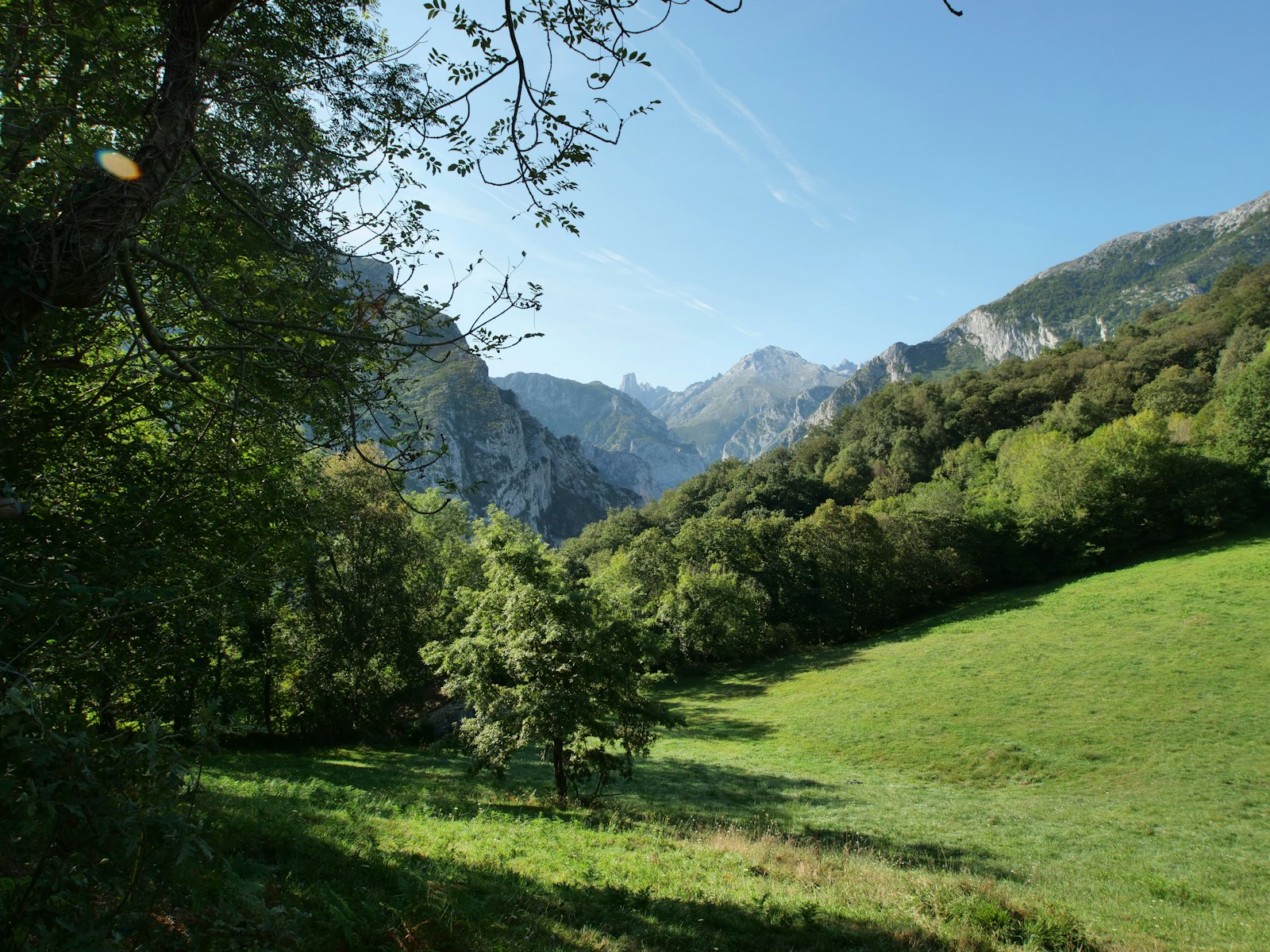 A sunlit green pasture framed by leafy trees, with forested slopes and grey rocky peaks rising in the distance